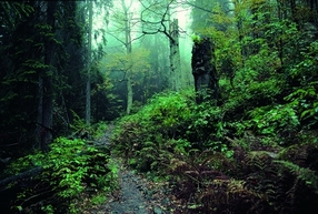 Nationalpark Bayerischer Wald